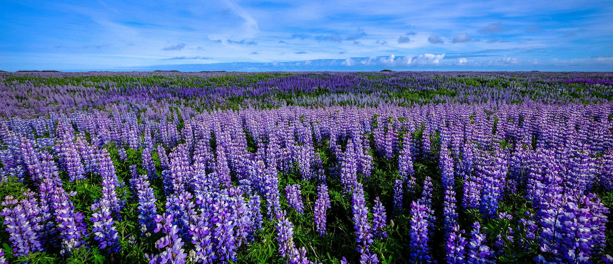 花海工程 花海工程