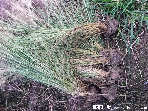 粉黛乱子草图片