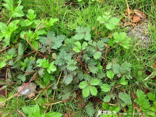 含羞草怎么养?(图3) 含羞草怎么养?(图3)