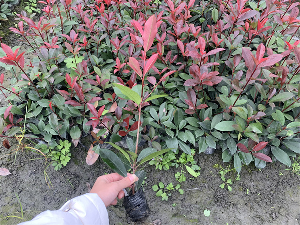 红叶石楠怎么种植？