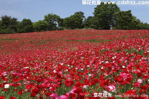 冰岛虞美人怎么养殖?(图3) 冰岛虞美人怎么养殖?(图3)