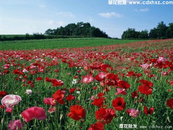 冰岛虞美人怎么养殖?(图4) 冰岛虞美人怎么养殖?(图4)