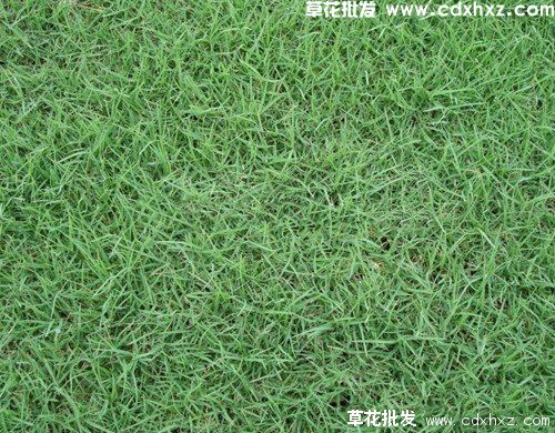 黑麦冬草坪怎么养殖?(图4) 黑麦冬草坪怎么养殖?(图4)