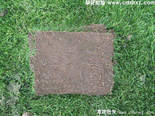 黑麦冬草坪怎么养殖?(图5) 黑麦冬草坪怎么养殖?(图5)