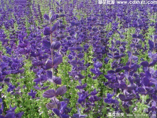 墨西哥鼠尾草能过冬吗?(图3) 墨西哥鼠尾草能过冬吗?(图3)