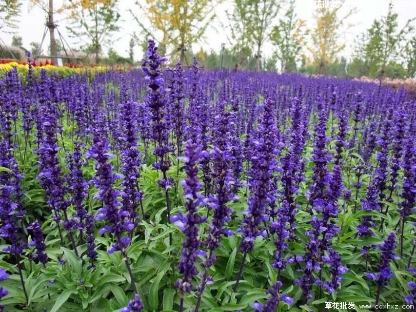 墨西哥鼠尾草能过冬吗?(图2) 墨西哥鼠尾草能过冬吗?(图2)