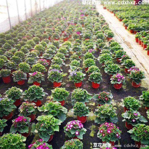 瓜叶菊的养护技巧和注意事项(图4) 瓜叶菊的养护技巧和注意事项(图4)