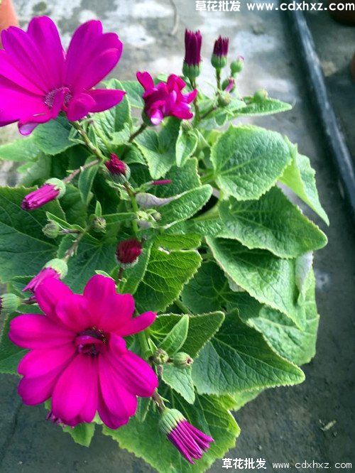 瓜叶菊的养护技巧和注意事项(图2) 瓜叶菊的养护技巧和注意事项(图2)