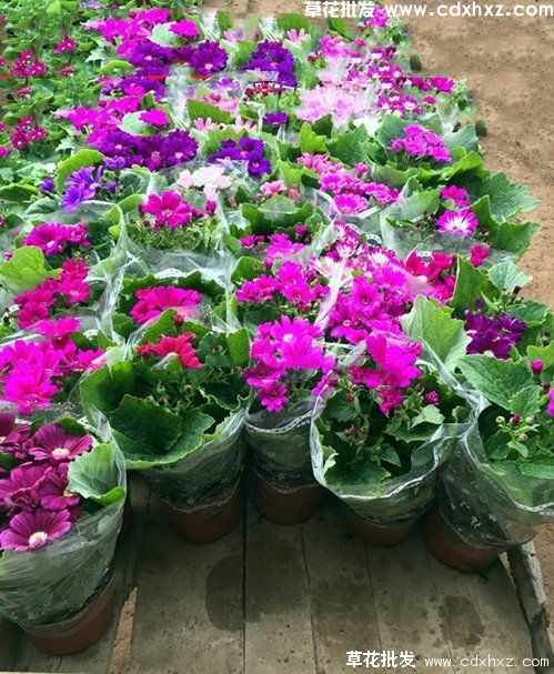 瓜叶菊的养护技巧和注意事项(图3) 瓜叶菊的养护技巧和注意事项(图3)