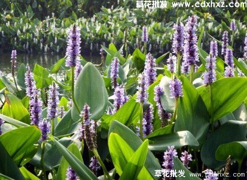 再力花怎么养殖？(图3)