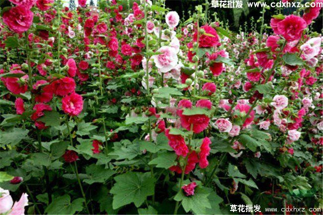 蜀葵怎么种植？(图4)