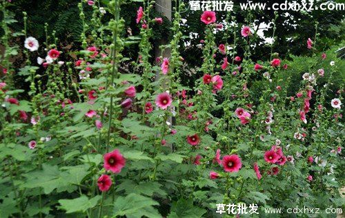 蜀葵怎么种植？