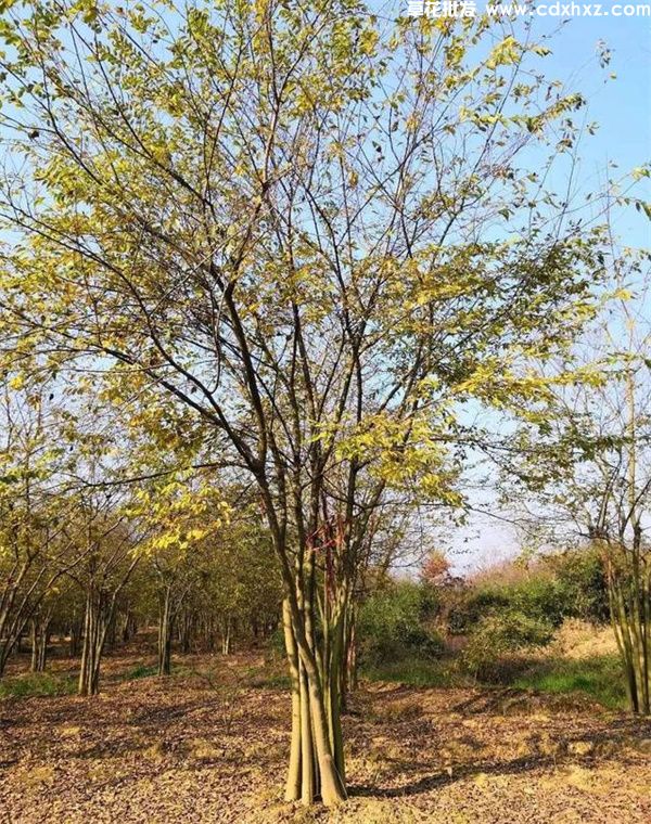 丛生三角枫基地实拍图片 丛生三角枫基地实拍图片
