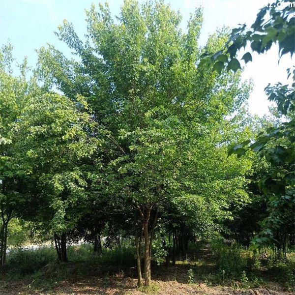 丛生三角枫基地实拍图片 丛生三角枫基地实拍图片