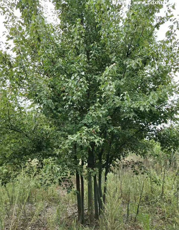 丛生三角枫基地实拍图片 丛生三角枫基地实拍图片