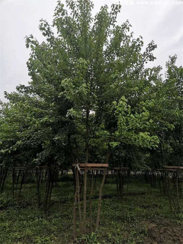 丛生三角枫基地实拍图片 丛生三角枫基地实拍图片