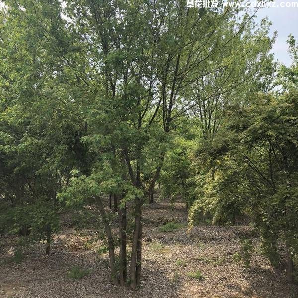 丛生三角枫基地实拍图片 丛生三角枫基地实拍图片