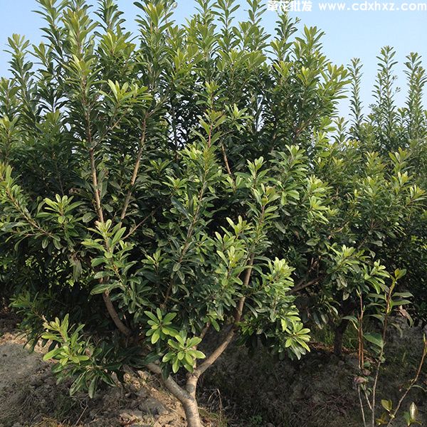 杨梅树(图2) 杨梅树(图2)