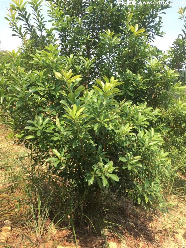 杨梅树(图4) 杨梅树(图4)