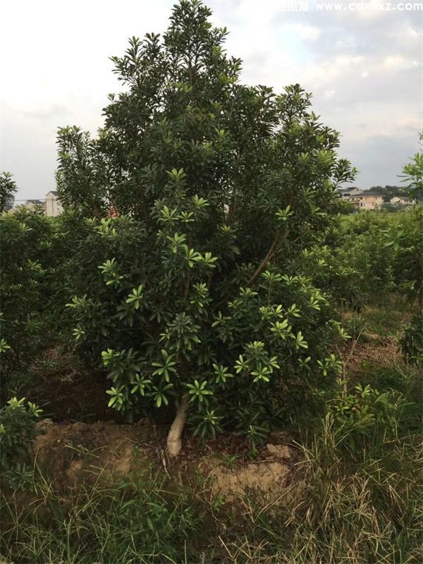 杨梅树(图5) 杨梅树(图5)