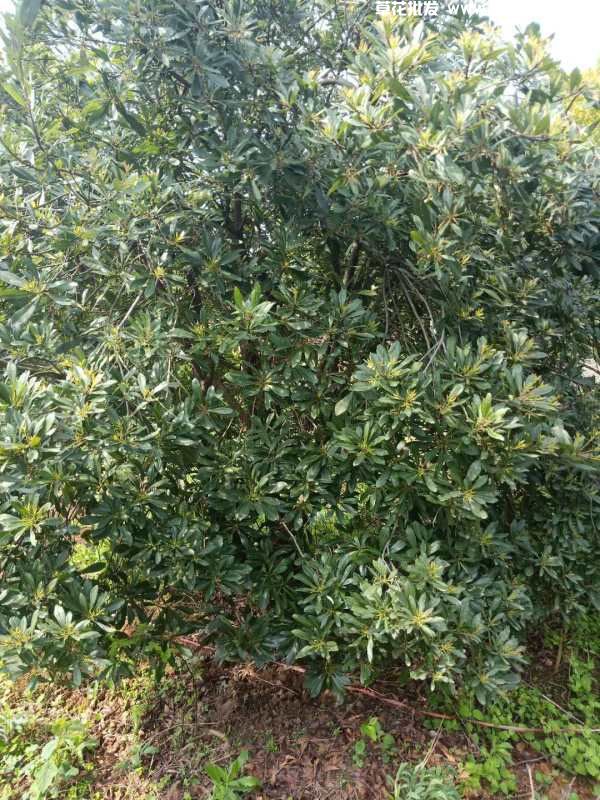 杨梅树(图6) 杨梅树(图6)