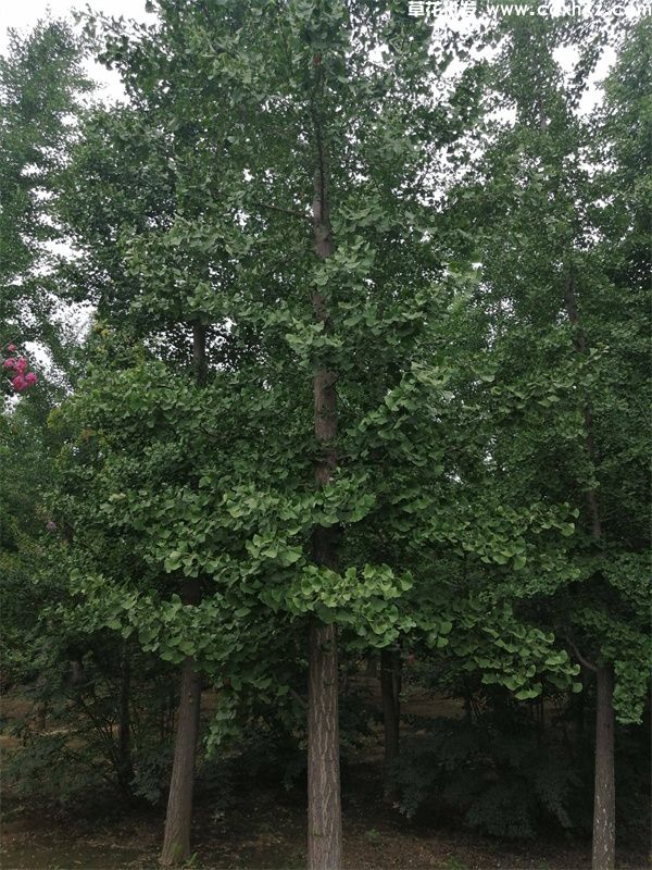 银杏树(图1) 银杏树(图1)