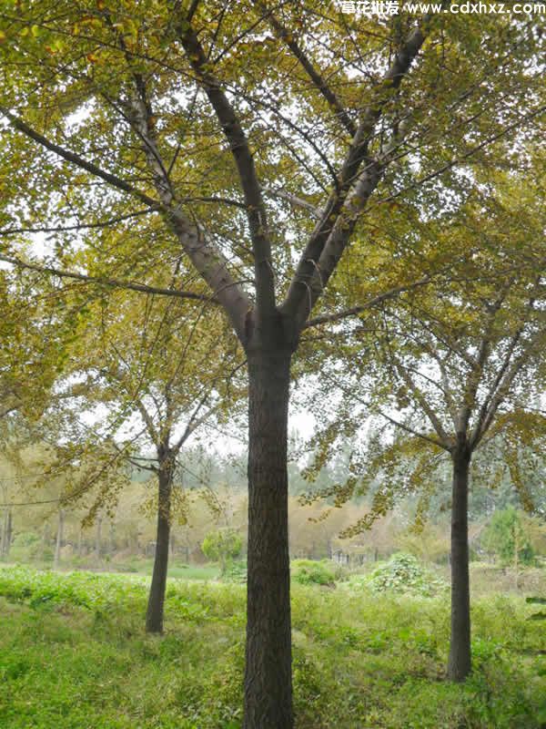 银杏树(图4) 银杏树(图4)
