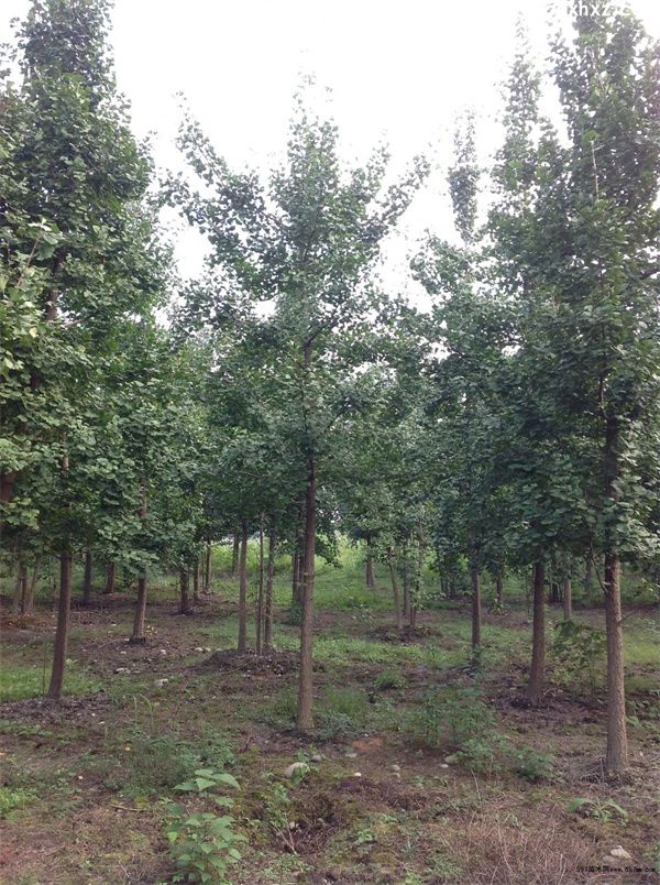 银杏树(图2) 银杏树(图2)