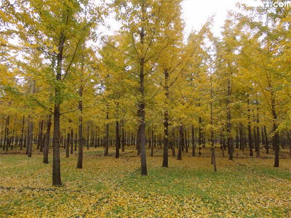 银杏树(图3) 银杏树(图3)