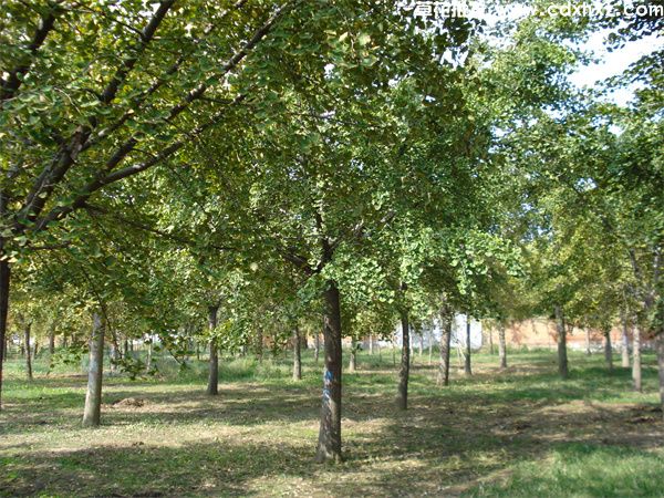 银杏树(图7) 银杏树(图7)