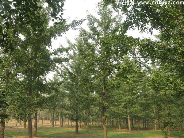 银杏树(图6) 银杏树(图6)