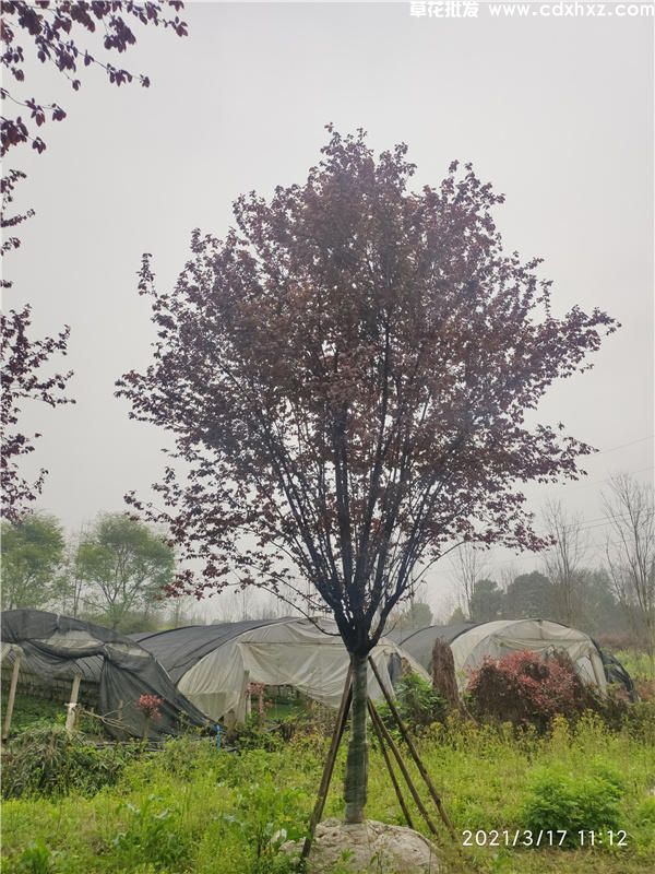 成都哪儿有卖红叶李？