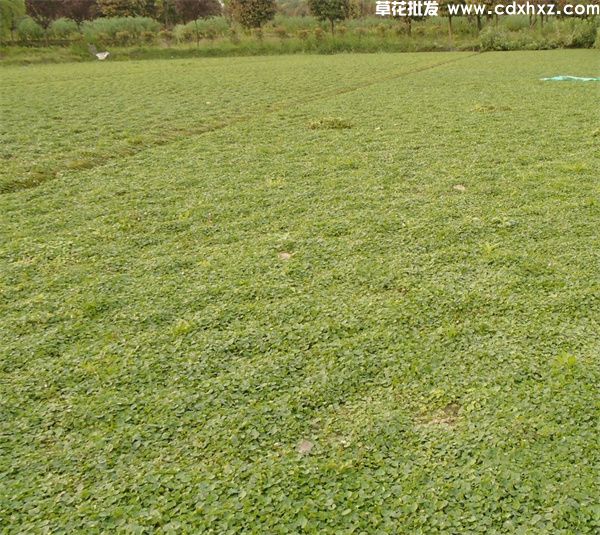 马蹄金草坪基地实拍 马蹄金草坪基地实拍