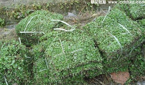 马蹄金草坪基地实拍 马蹄金草坪基地实拍