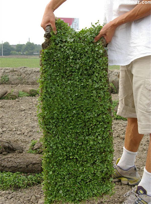 马蹄金草坪基地实拍 马蹄金草坪基地实拍