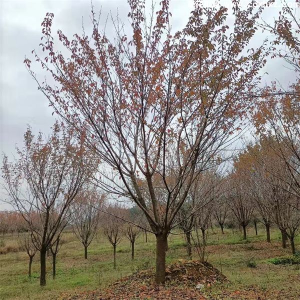 樱花树(图4) 樱花树(图4)