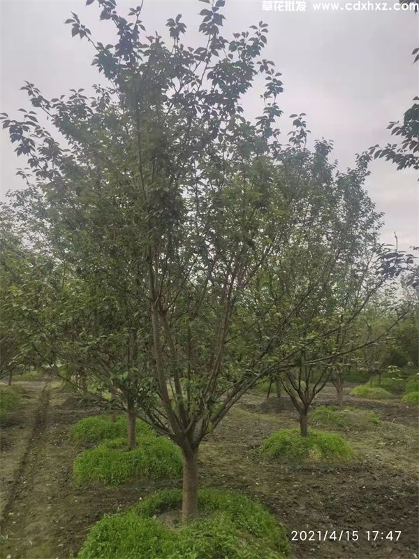 樱花树(图3) 樱花树(图3)