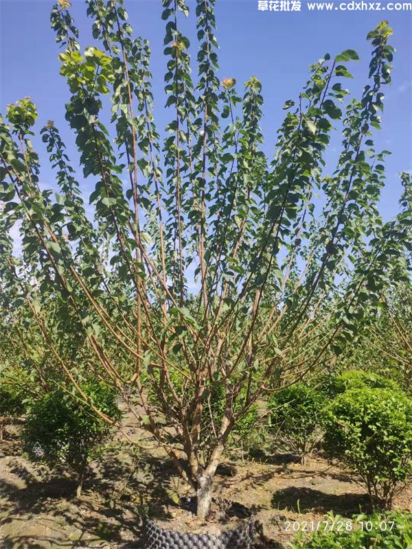 樱花树(图5) 樱花树(图5)