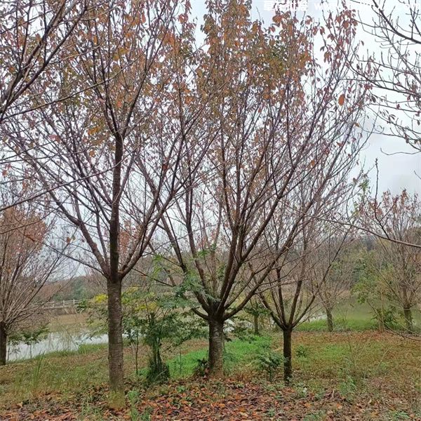 樱花树(图6) 樱花树(图6)