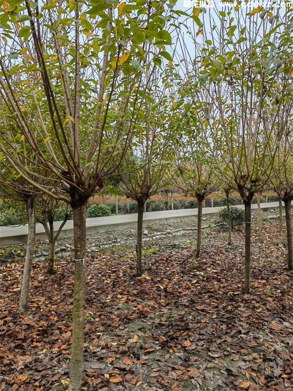 樱花树(图7) 樱花树(图7)