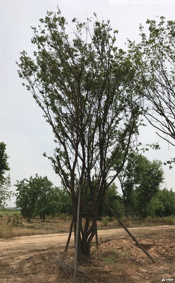 丛生茶条槭(图2) 丛生茶条槭(图2)