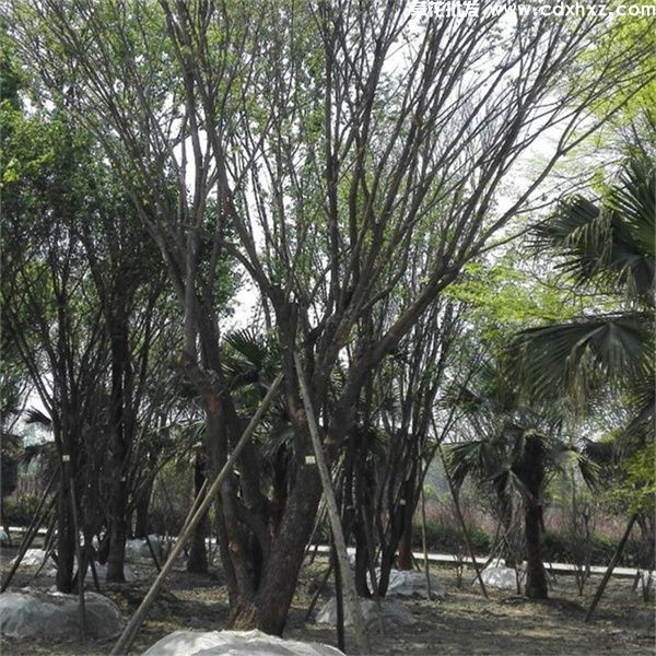 丛生茶条槭(图6) 丛生茶条槭(图6)