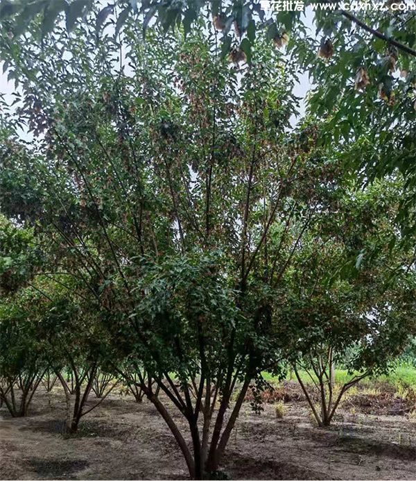 丛生茶条槭(图4) 丛生茶条槭(图4)