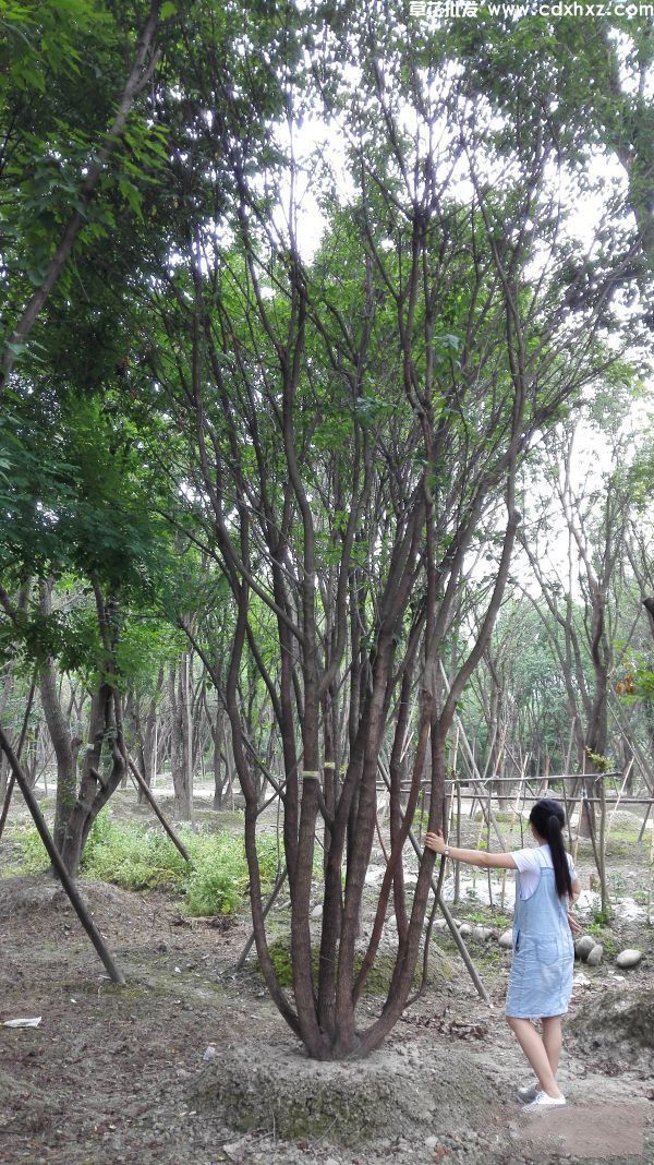 丛生茶条槭(图3) 丛生茶条槭(图3)