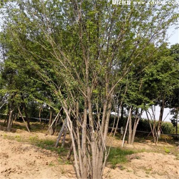 丛生茶条槭(图5) 丛生茶条槭(图5)