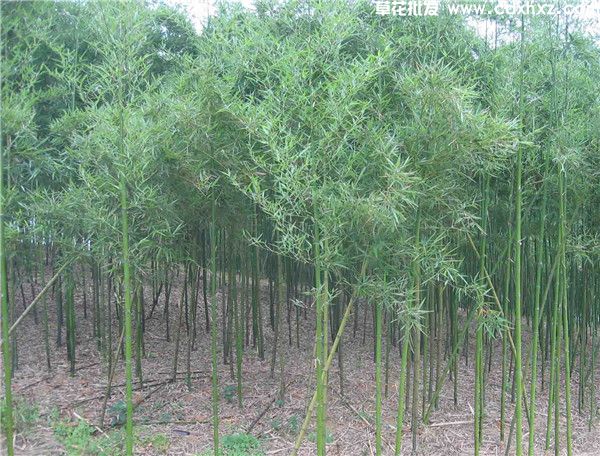 雷竹基地实拍图片 雷竹基地实拍图片