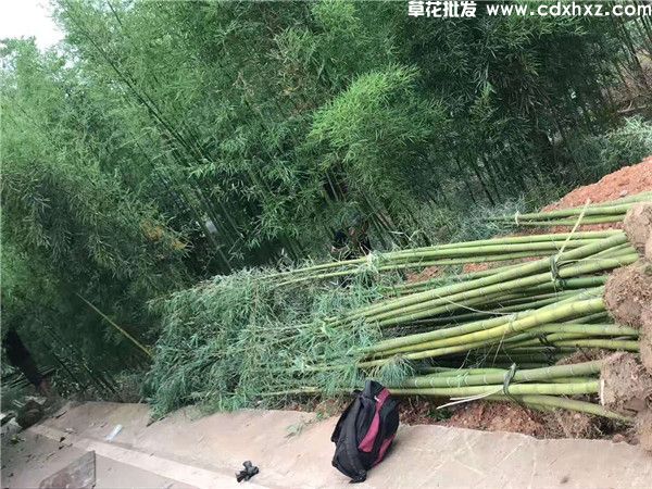 雷竹基地实拍图片 雷竹基地实拍图片