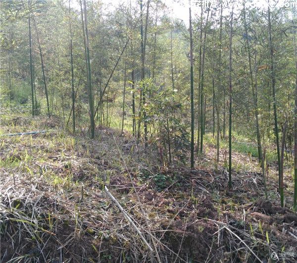 雷竹基地实拍图片 雷竹基地实拍图片