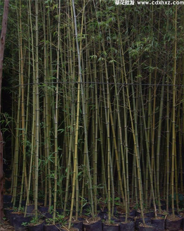 雷竹基地实拍图片 雷竹基地实拍图片