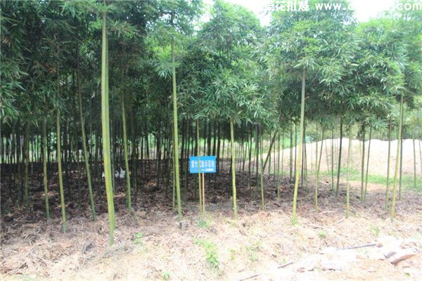 雷竹基地实拍图片 雷竹基地实拍图片
